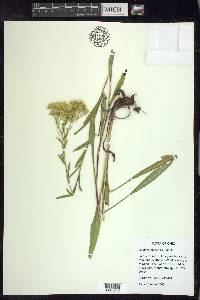 Solidago ohioensis image