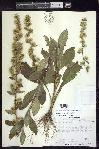 Solidago squarrosa image