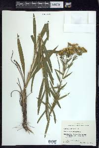 Solidago nitida image