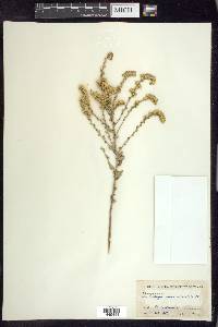 Solidago radula image