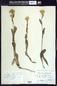 Solidago multiradiata image