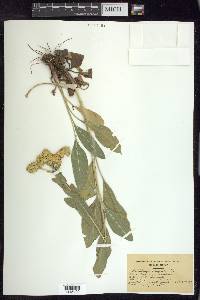 Solidago rigida image