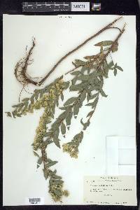 Solidago petiolaris image