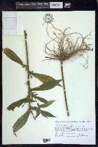 Solidago rugosa var. aspera image