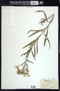 Solidago ptarmicoides image