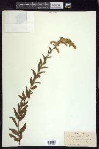 Solidago tortifolia image