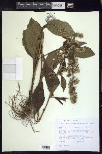 Solidago squarrosa image