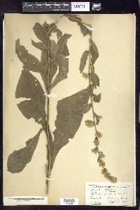 Solidago patula image