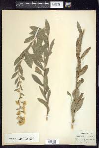 Solidago petiolaris image