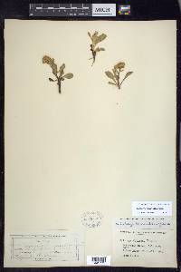 Solidago simplex var. simplex image