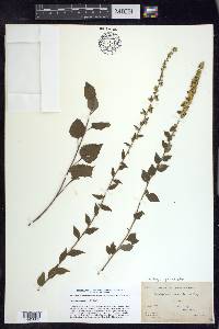 Solidago sphacelata image