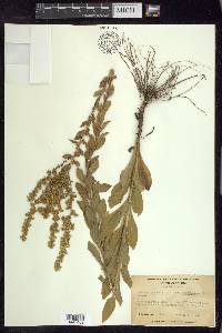 Solidago puberula image