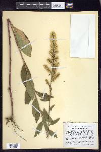 Solidago speciosa image