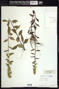 Solidago puberula image