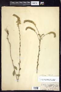 Solidago salicina image