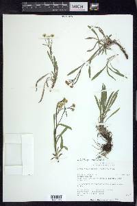 Solidago ptarmicoides image