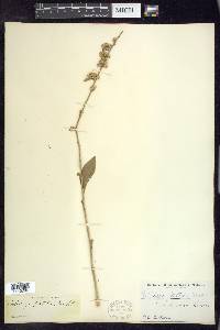 Solidago patula image