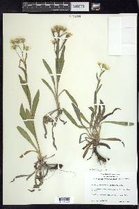 Solidago ptarmicoides image