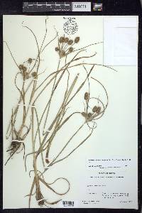 Cyperus retrorsus image