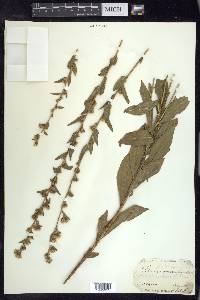 Solidago petiolaris image