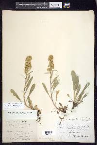 Solidago simplex var. simplex image