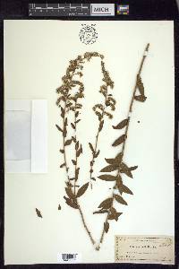 Solidago tortifolia image