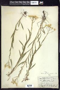 Solidago ptarmicoides image