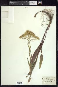 Solidago ohioensis image