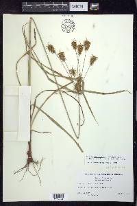 Cyperus retrofractus image