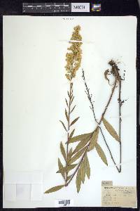 Solidago speciosa image