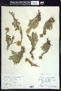 Solidago multiradiata image