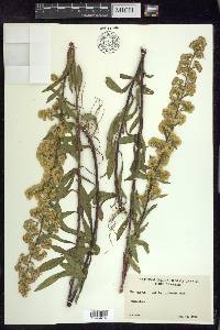 Solidago puberula image
