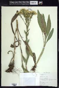 Solidago ohioensis image