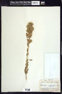 Solidago petiolaris image