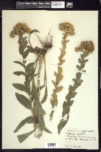 Solidago rigida image