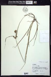 Cyperus retrorsus image