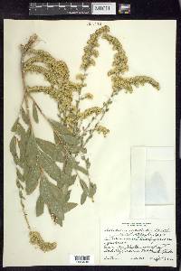 Solidago radula image