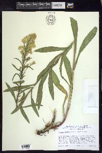 Solidago spectabilis image