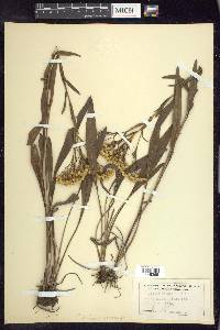 Solidago ohioensis image