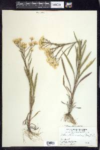 Solidago ptarmicoides image