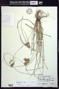 Cyperus retroflexus image