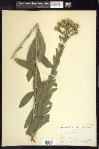 Solidago rigida image