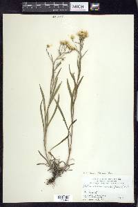 Solidago ptarmicoides image