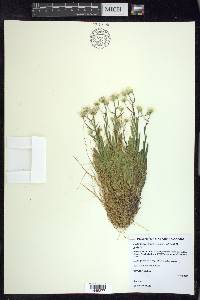 Solidago ptarmicoides image