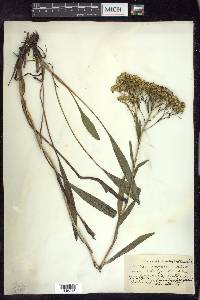 Solidago ohioensis image