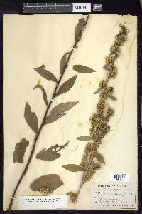 Solidago squarrosa image