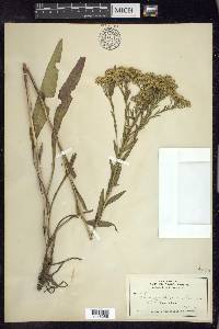 Solidago ohioensis image