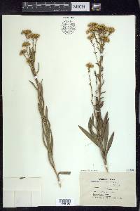 Solidago nitida image