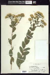 Solidago rigida image