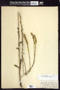 Solidago stricta image